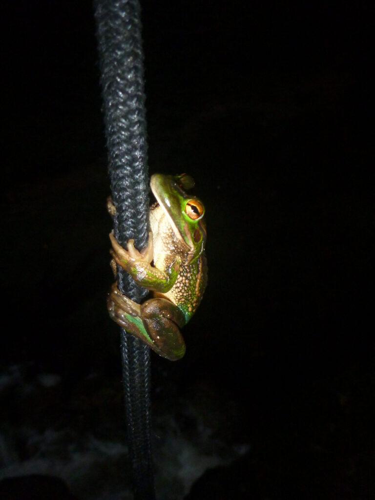 Frog NZ Cave